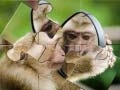 Игра Пазл Шимпанза онлајн