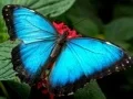 Игра Природа Слагалица Пеперуга онлајн