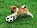 Игра Играно кученце надворешна загатка онлајн