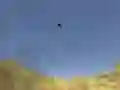 Игра Тукан Стрелец онлајн