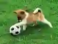Игра Играно кученце надворешна загатка онлајн Игра Играно кученце надворешна загатка онлајн