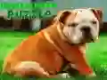 Игра Пазл на кученце булдог онлајн Игра Пазл на кученце булдог онлајн