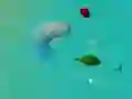 Игра СреќниАјкuli.io онлајн