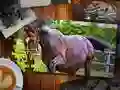 Игра Пъзл Кони Едиција онлајн