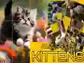 Игра Загатка Лизгачки Мачиња онлајн Игра Загатка Лизгачки Мачиња онлајн